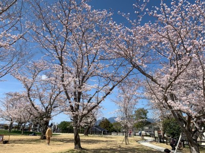 LINE_ALBUM_ブログ用　桜_220512_6