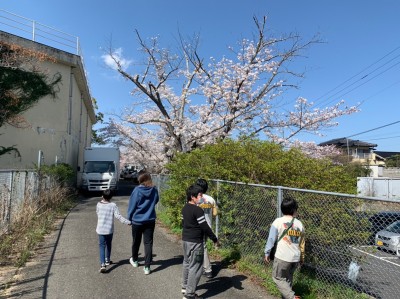 LINE_ALBUM_ブログ用　桜_220512_4