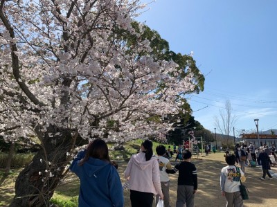 LINE_ALBUM_ブログ用　桜_220512_9