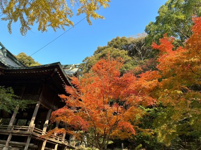 LINE_ALBUM_紅葉_221129_11