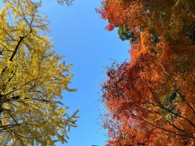 LINE_ALBUM_紅葉_221129_6